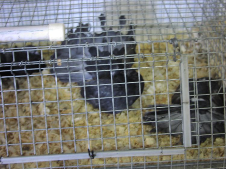 Image has been resized
