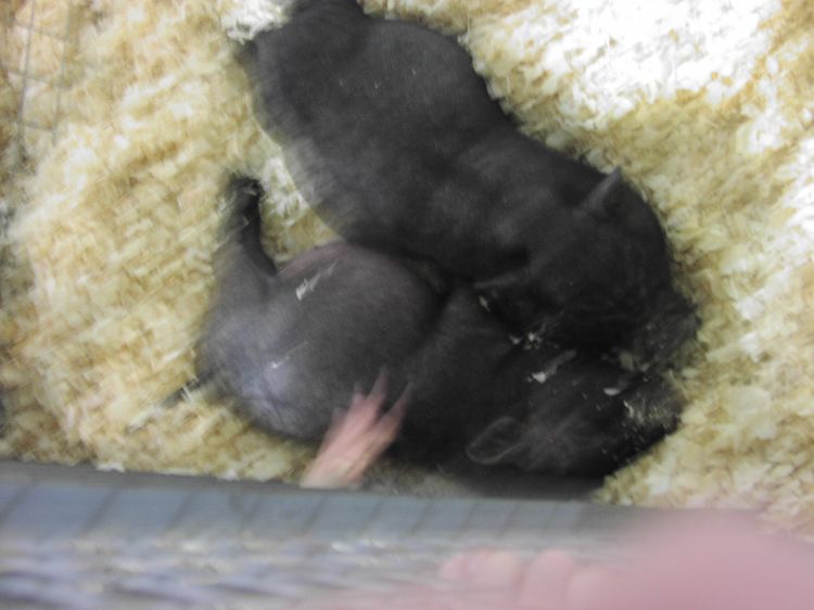 Image has been resized